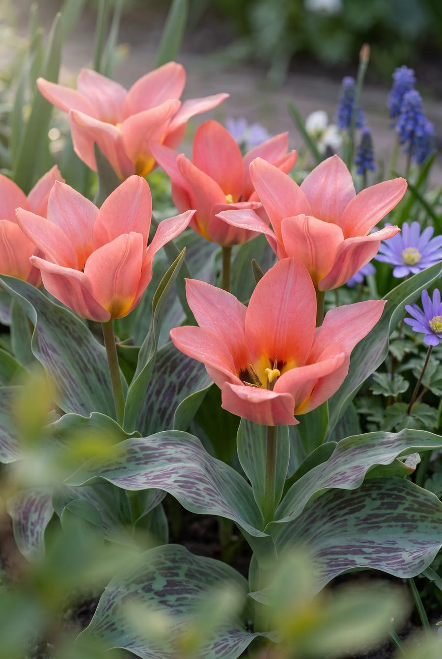 Tulipa Toronto — sfeerbeeld