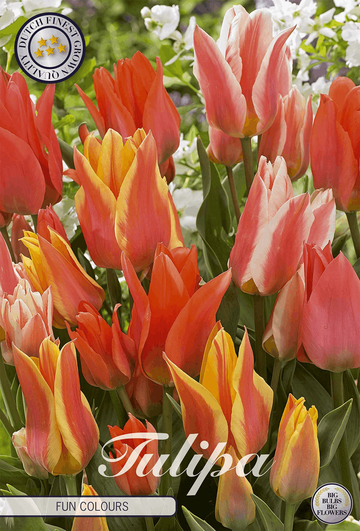Tulipa Fun Colours