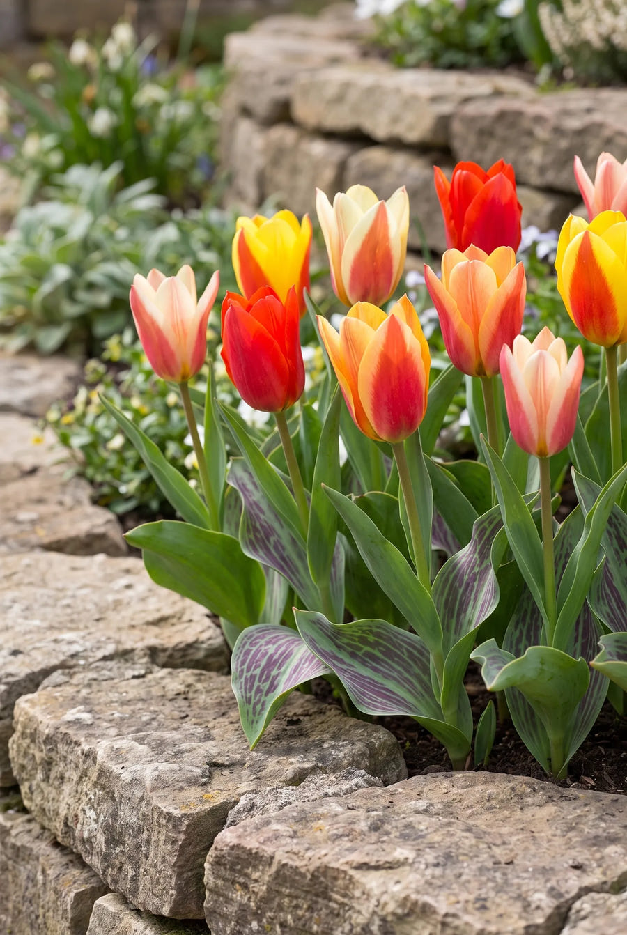 Tulipa Fun Colours — in de border