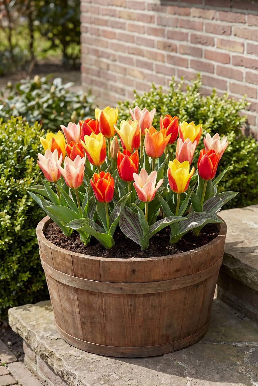 Tulipa Fun Colours — in pot op terras
