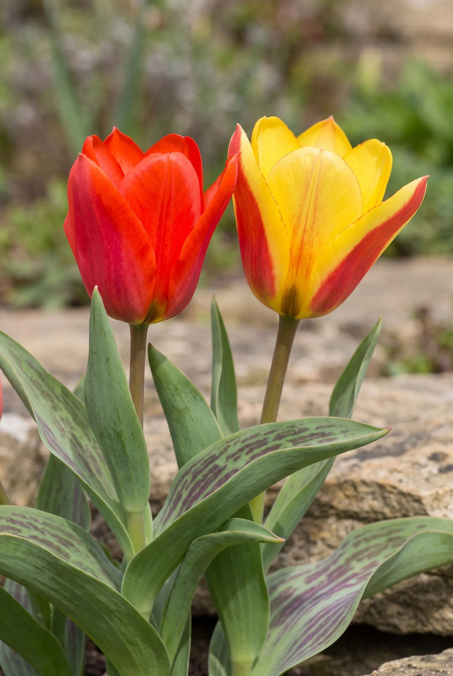 Tulipa Fun Colours — sfeerbeeld