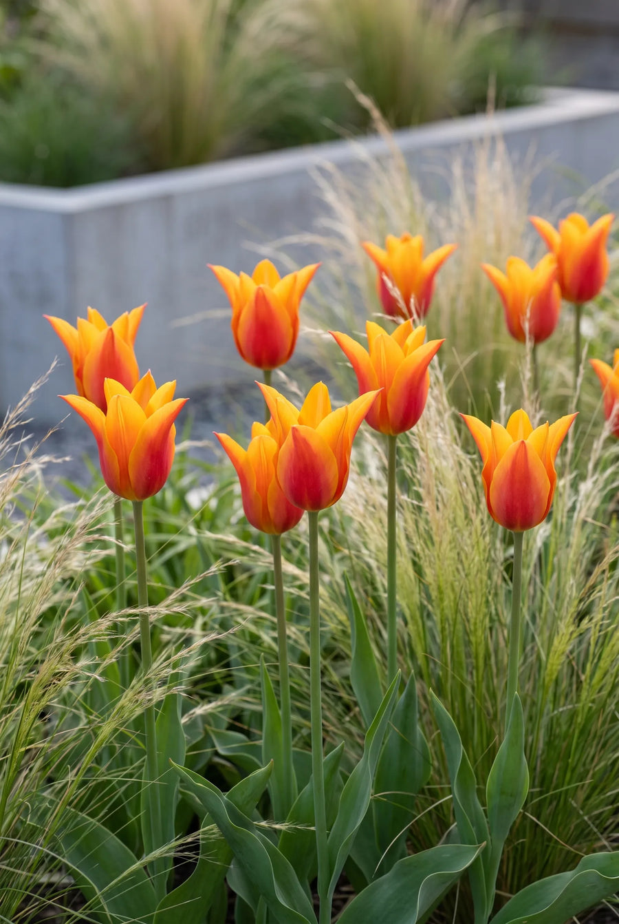 Tulipa Ballerina — groep in de tuinborder