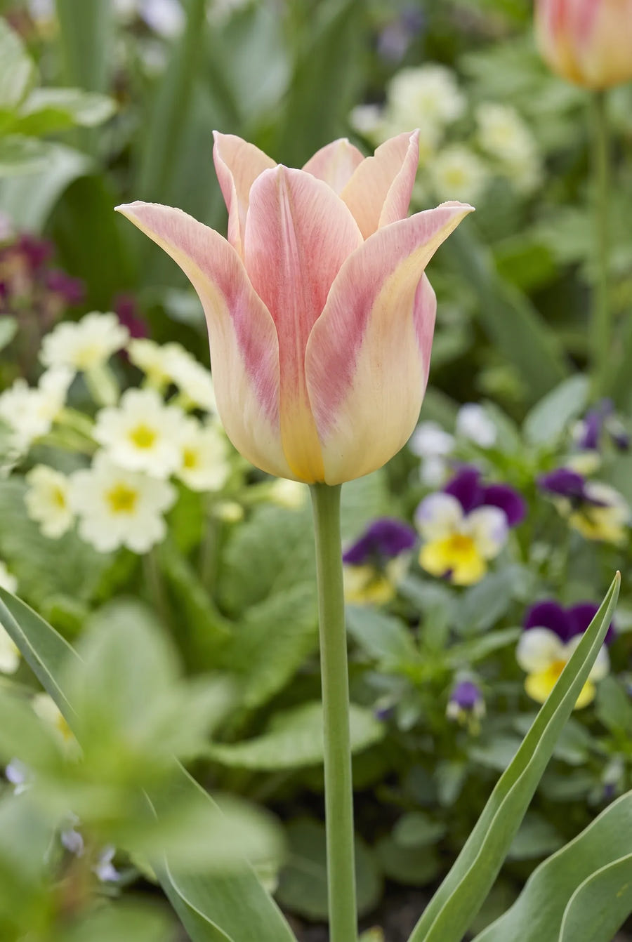 Tulipa Elegant Lady — close-up van de bloem