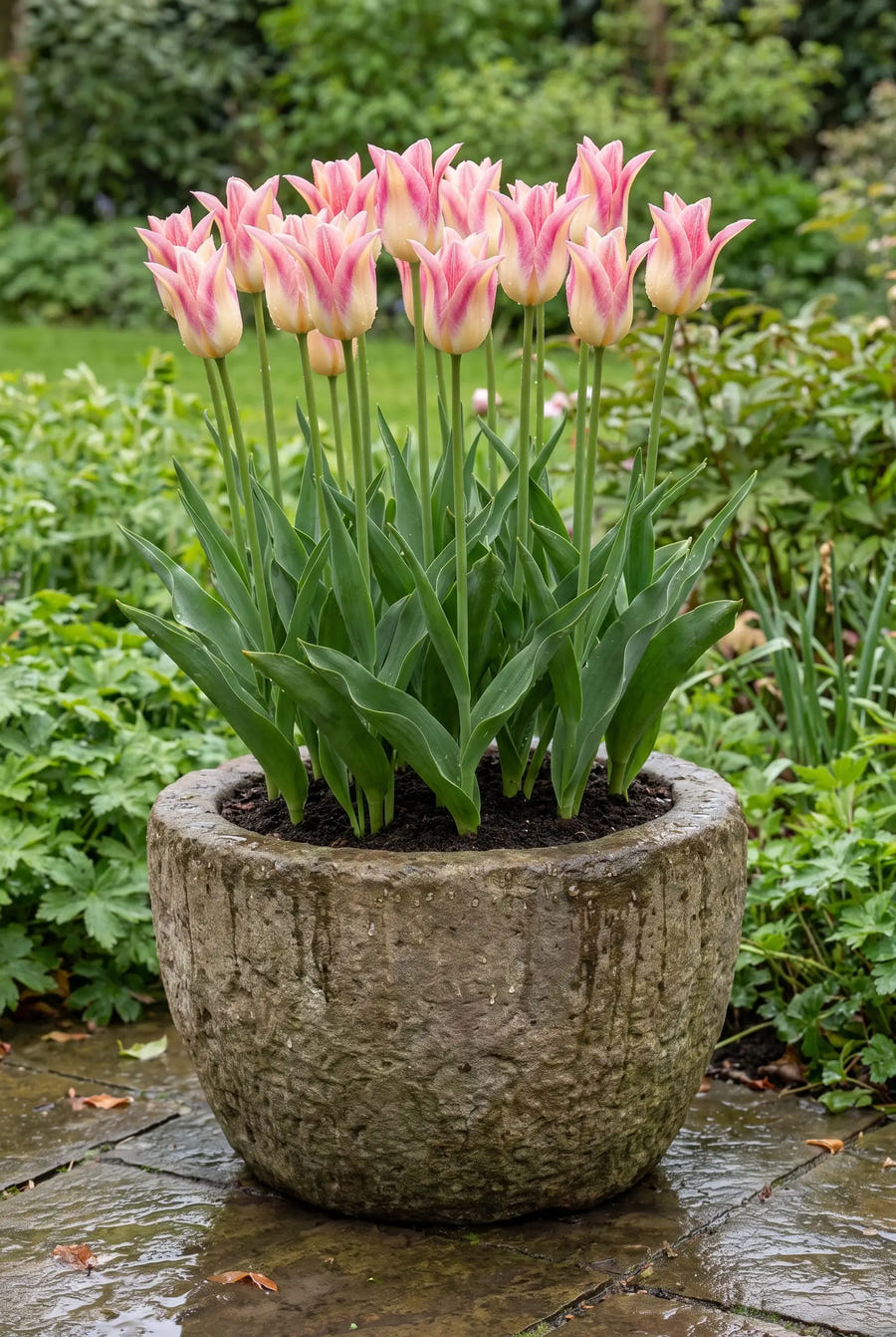 Tulipa Elegant Lady — in pot op terras