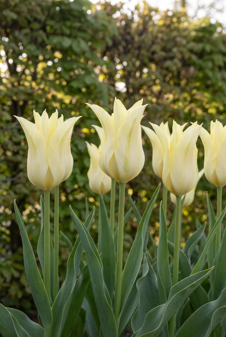 Tulipa Florijn Chic — in de border