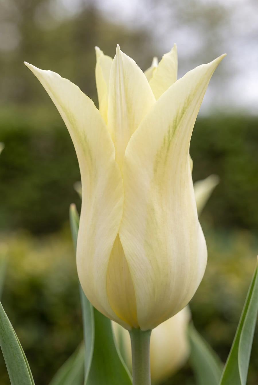 Tulipa Florijn Chic — close-up van de bloem