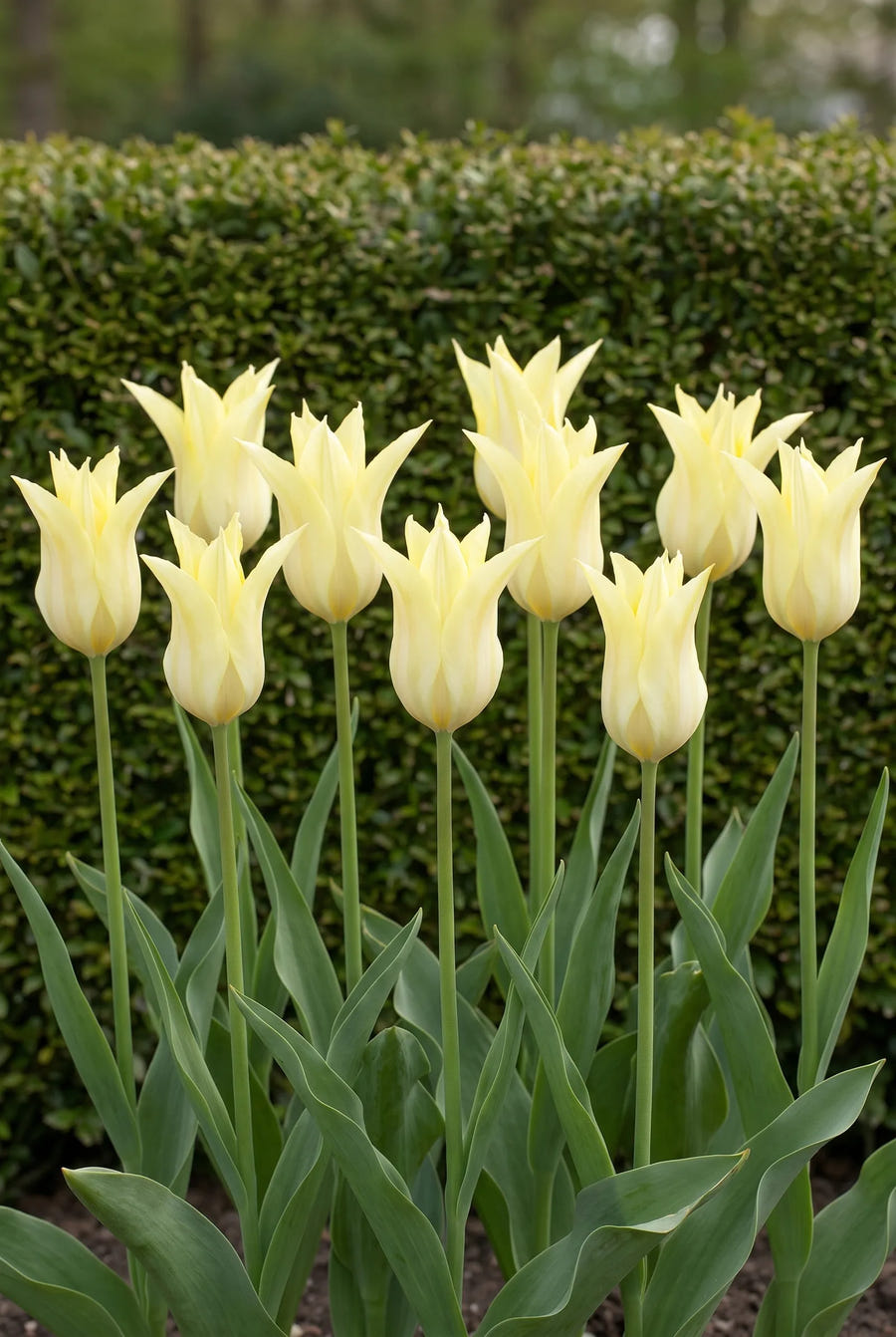 Tulipa Florijn Chic — groep in de tuinborder