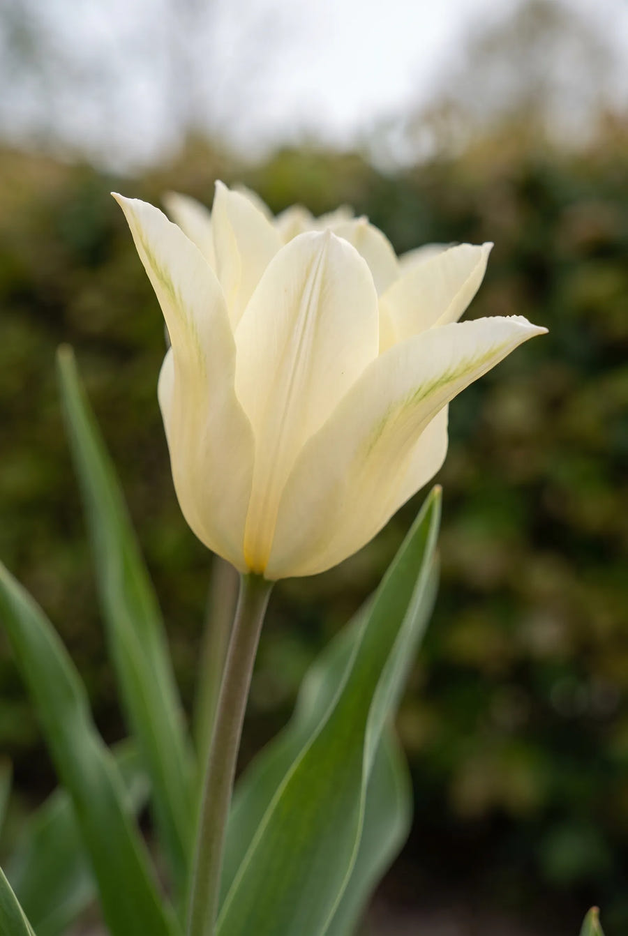 Tulipa Florijn Chic — sfeerbeeld