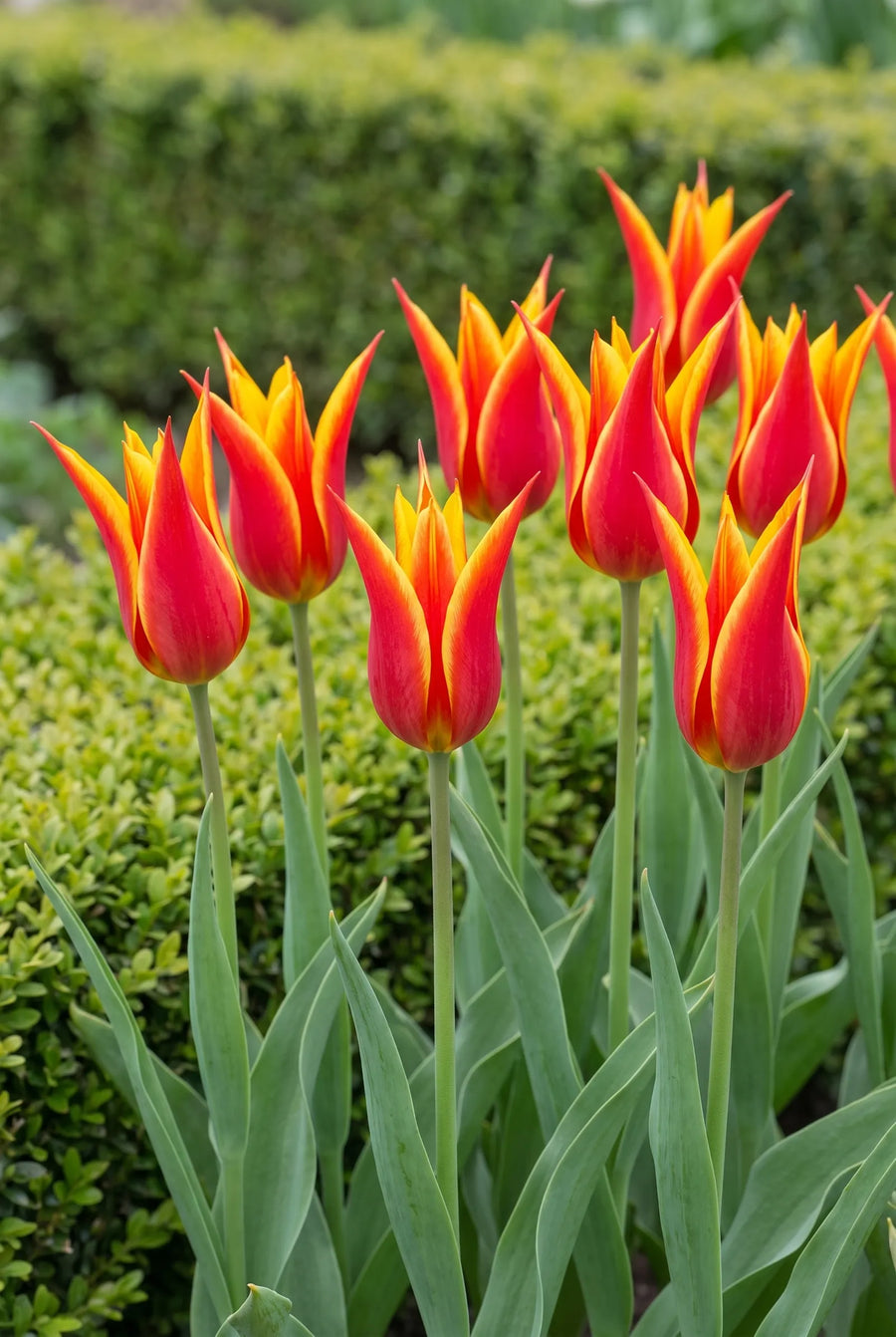 Tulipa Fly Away — in de border
