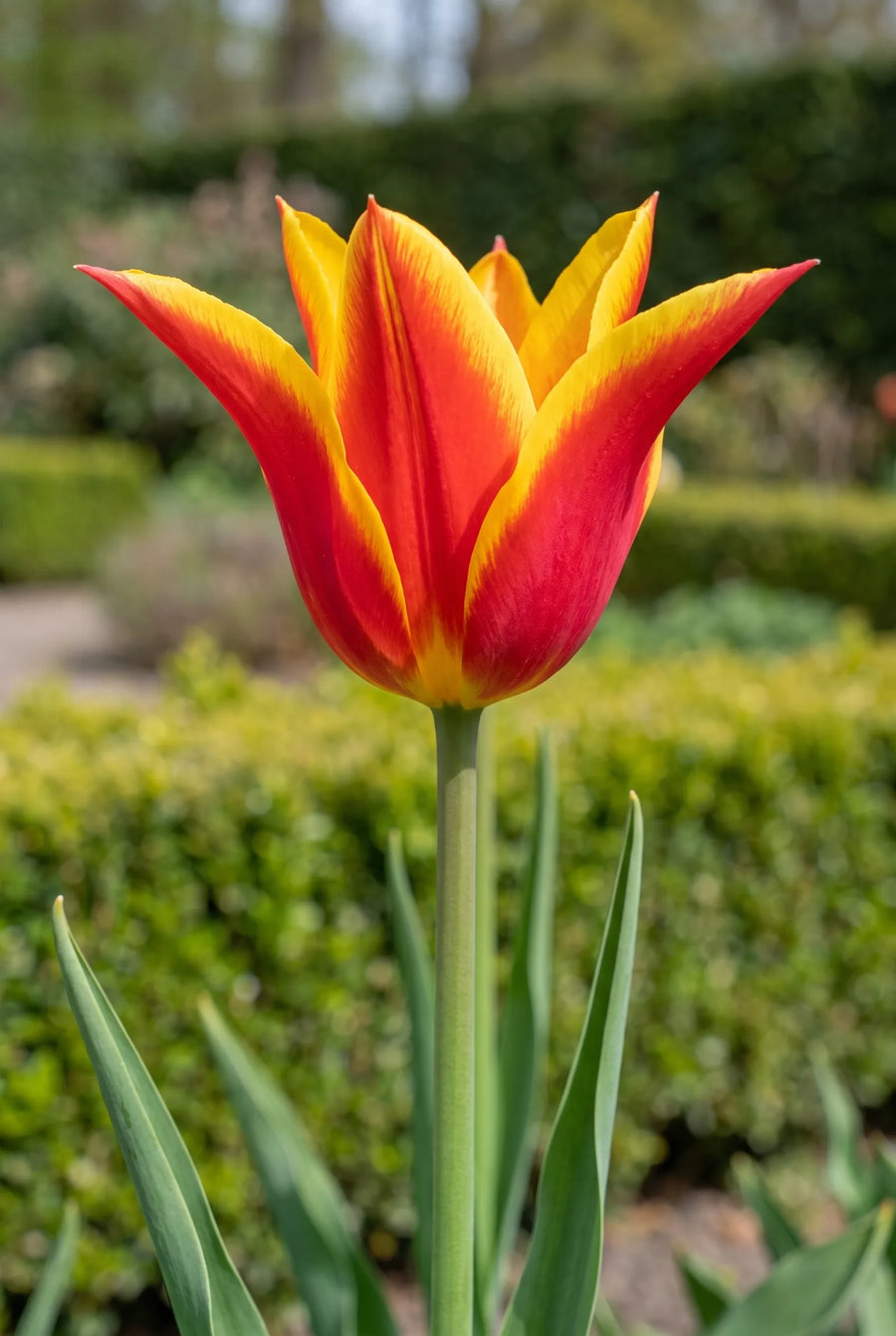 Tulipa Fly Away — close-up van de bloem