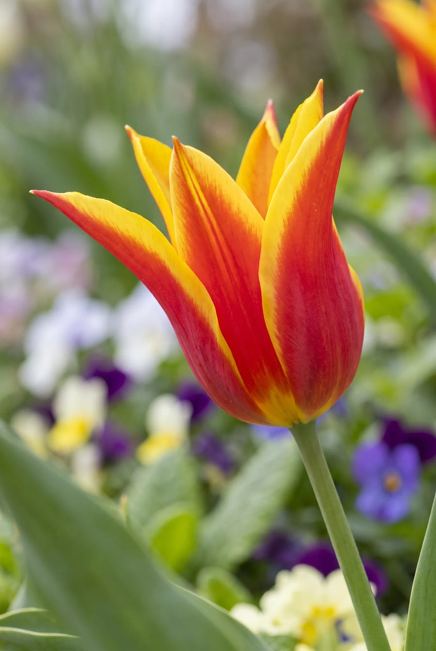 Tulipa Fly Away — close-up van de bloem