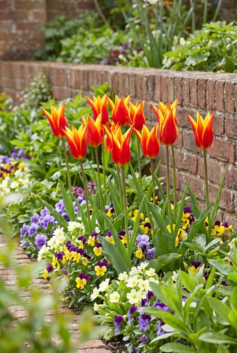 Tulipa Fly Away — groep in de tuinborder