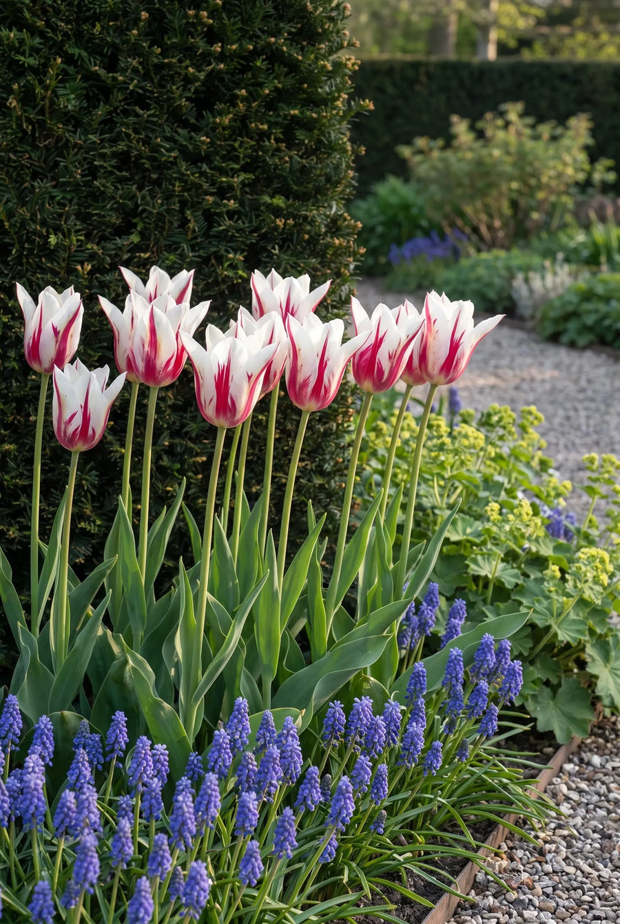 Tulipa Marilyn — in de border
