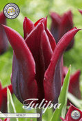 Tulipa Merlot