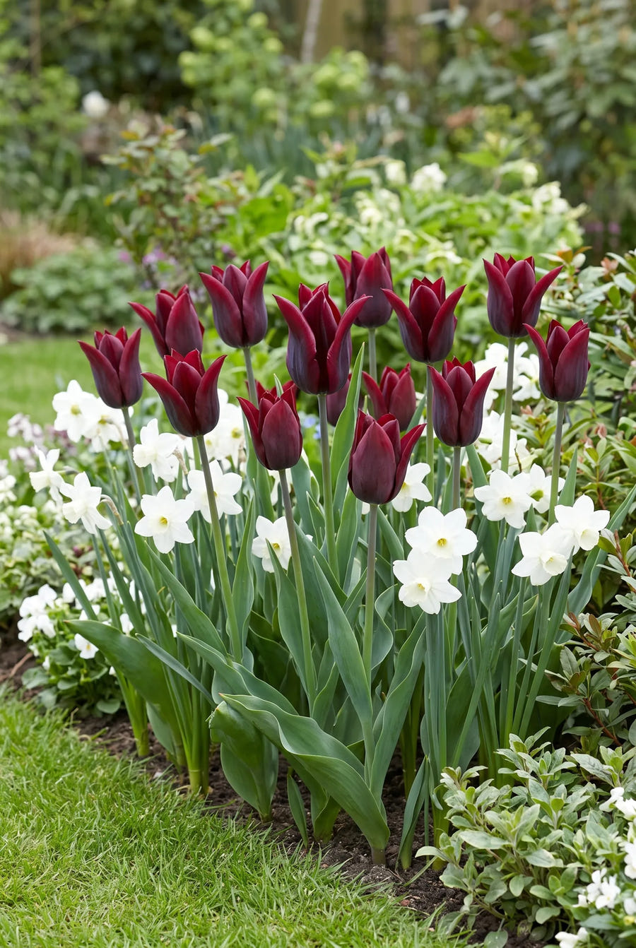 Tulipa Merlot — in de border