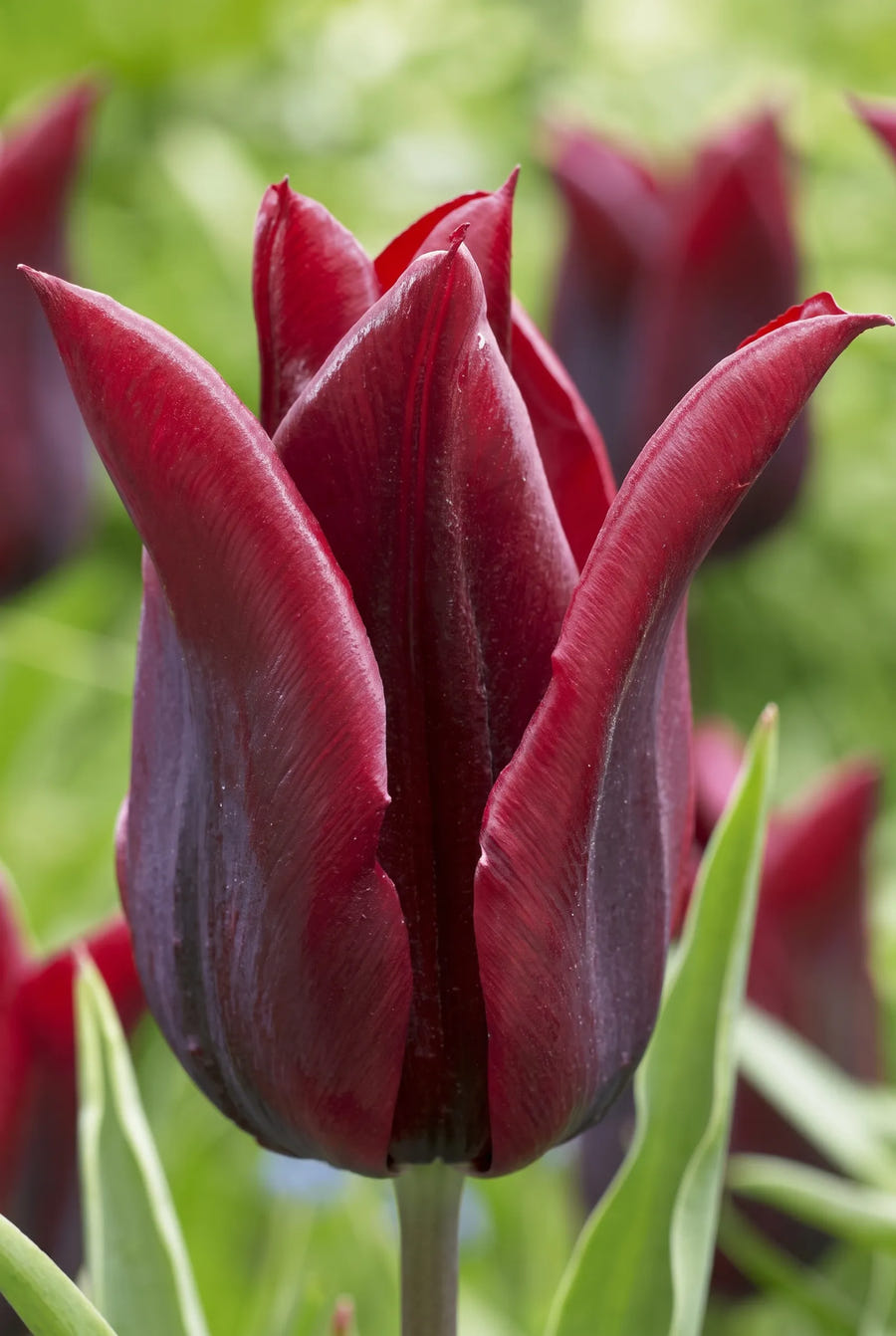 Tulipa Merlot — close-up van de bloem