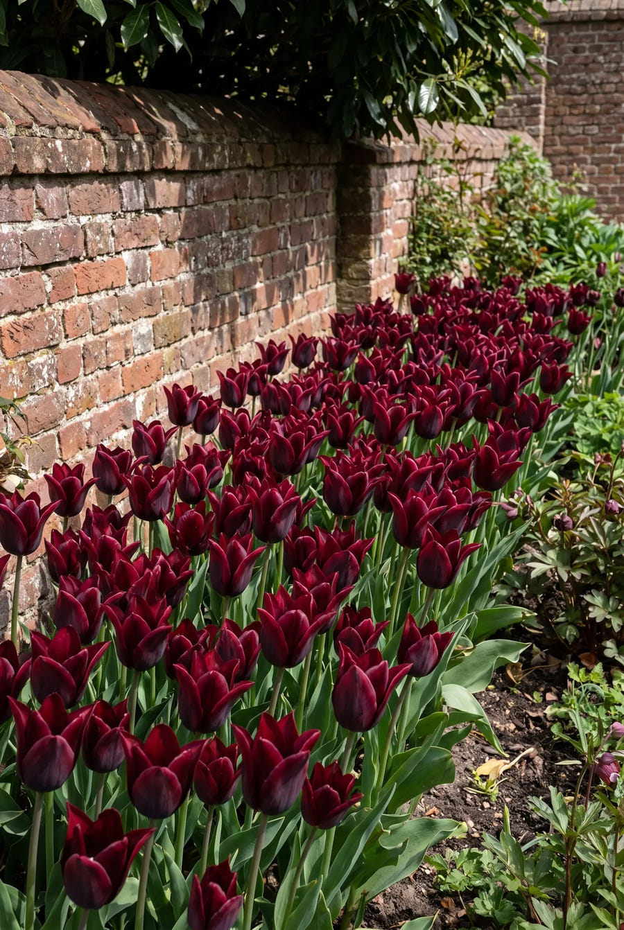 Tulipa Merlot — groep in de tuinborder