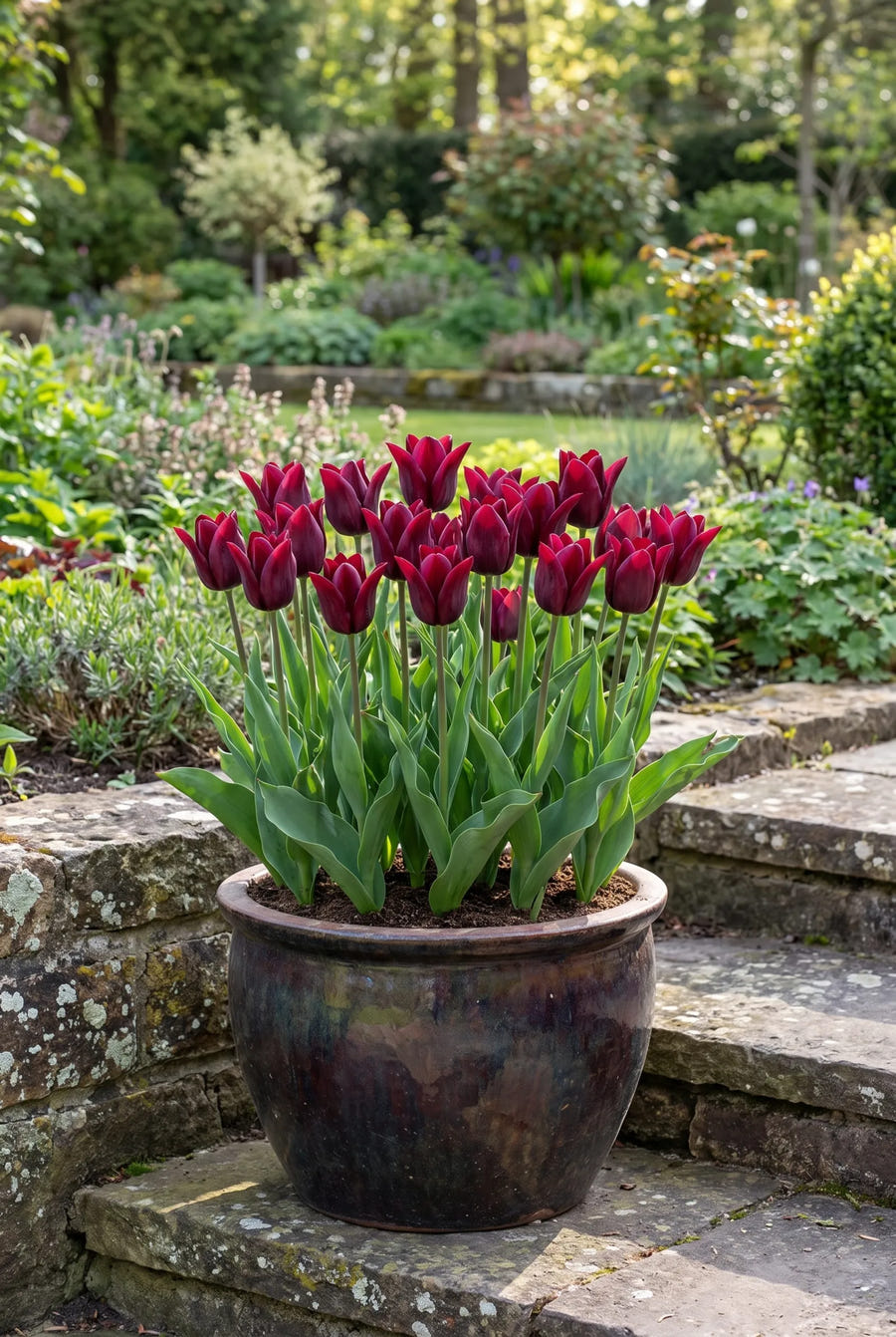 Tulipa Merlot — in pot op terras