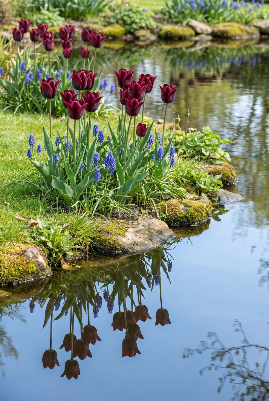Tulipa Merlot — in de tuin