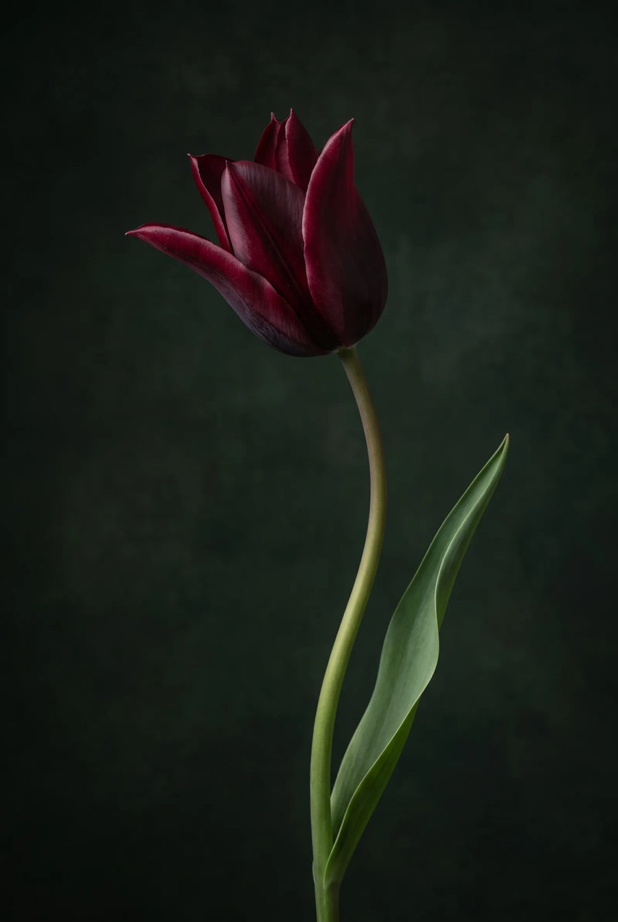 Tulipa Merlot — sfeerbeeld