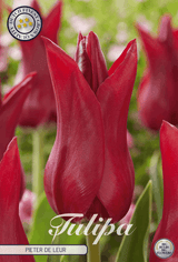 Tulipa Pieter de Leur