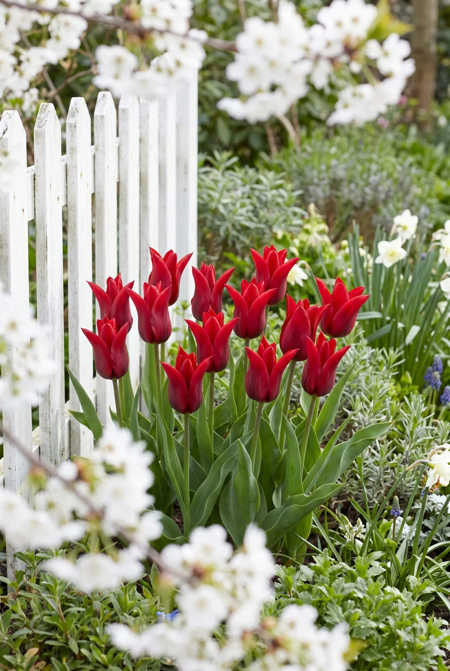 Tulipa Pieter de Leur — in de border