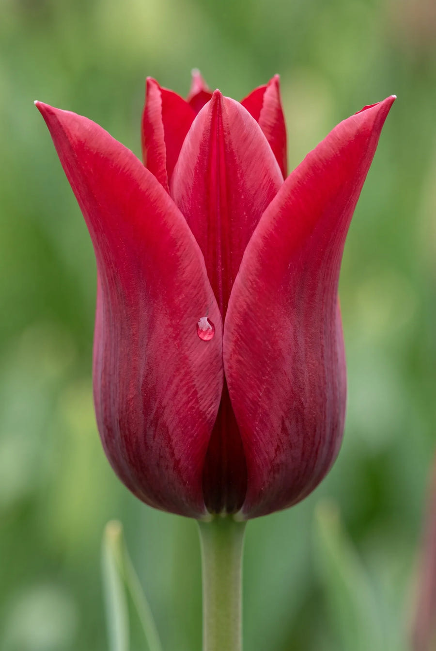 Tulipa Pieter de Leur — close-up van de bloem