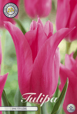 Tulipa Pretty Love