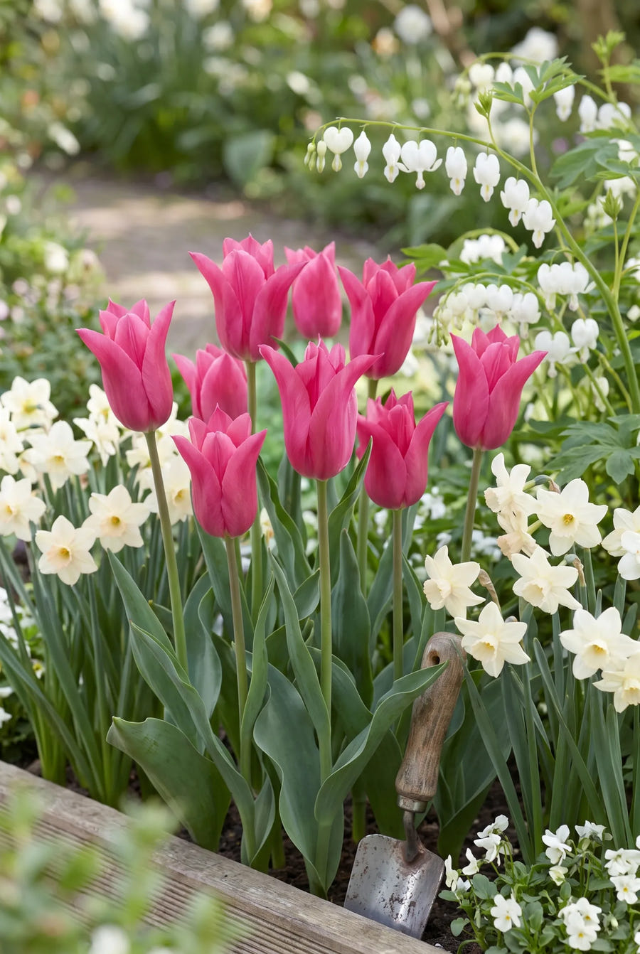 Tulipa Pretty Love — in de border