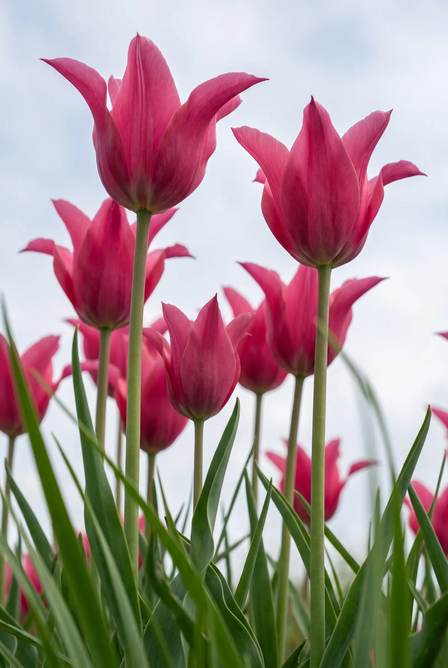 Tulipa Pretty Love — in de tuin
