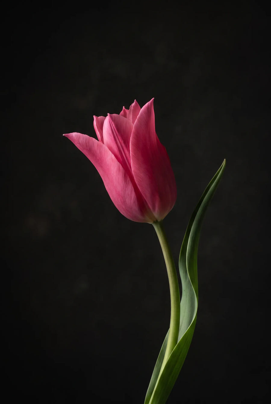 Tulipa Pretty Love — sfeerbeeld
