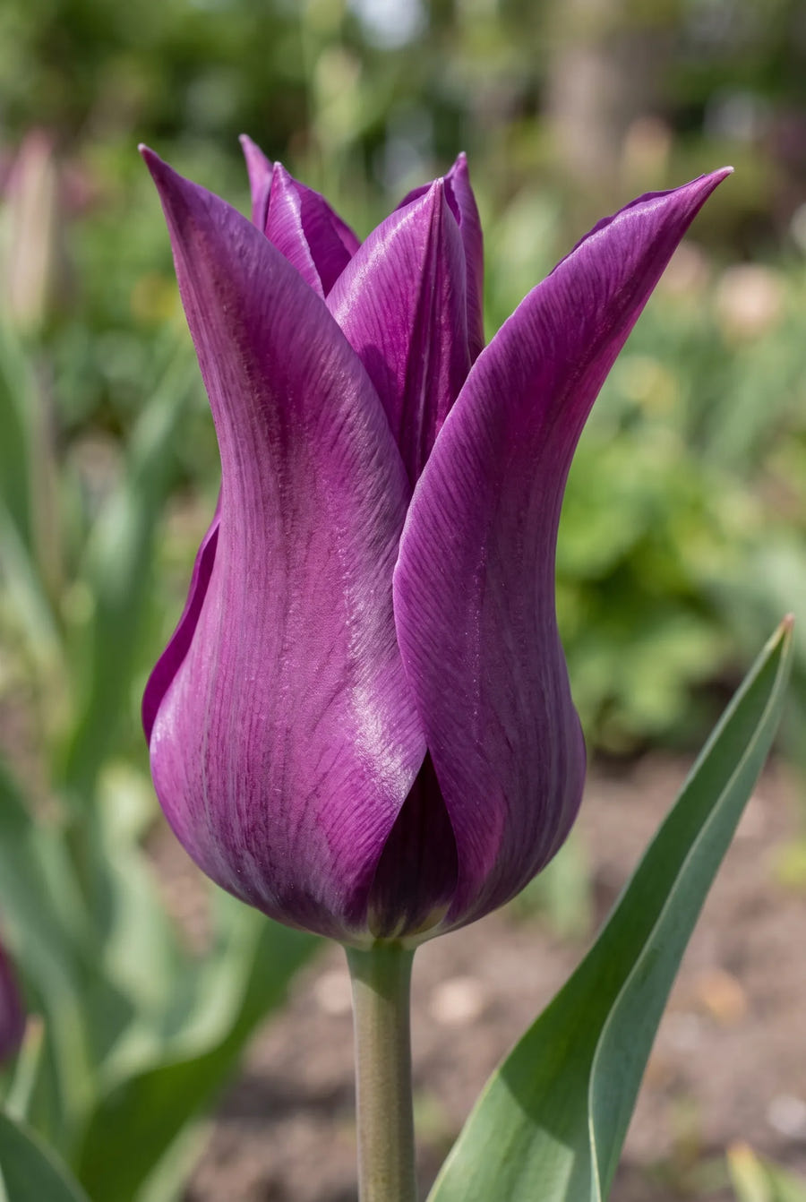 Tulipa Purple Dream — close-up van de bloem