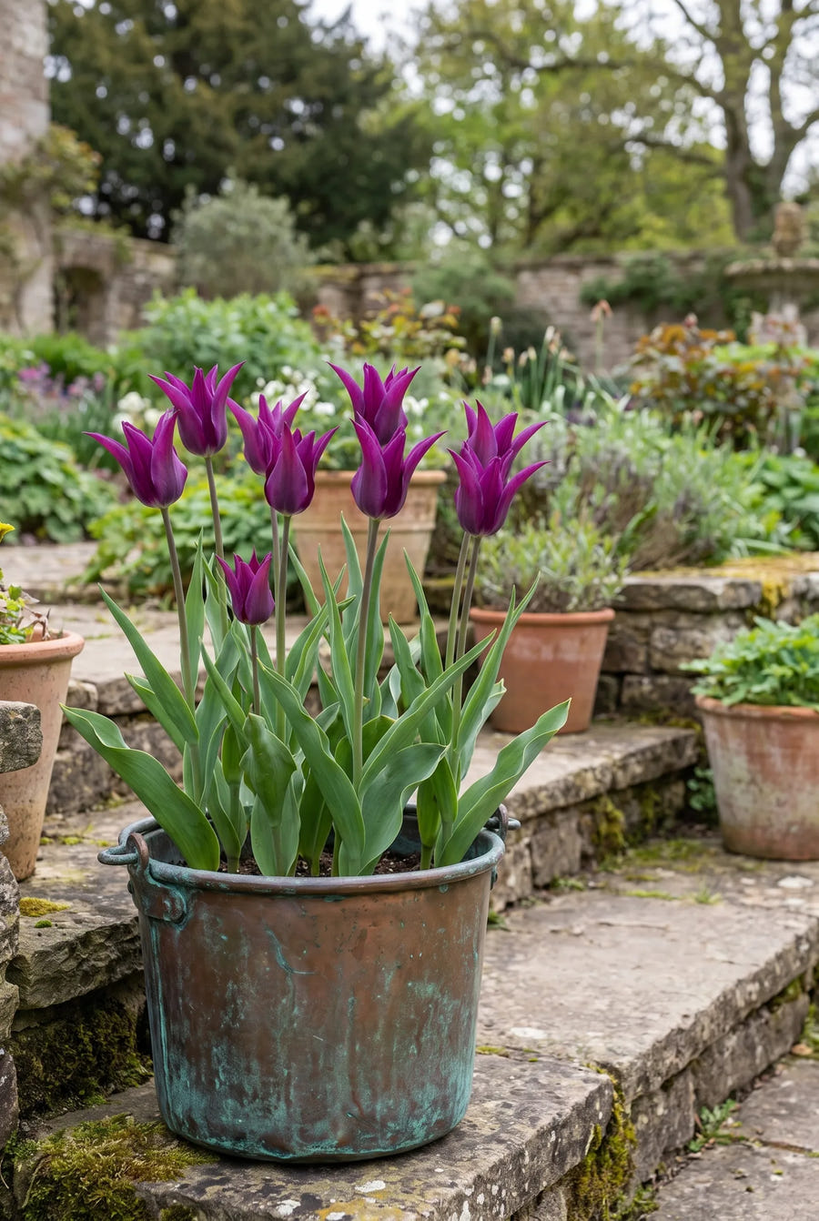 Tulipa Purple Dream — in pot op terras