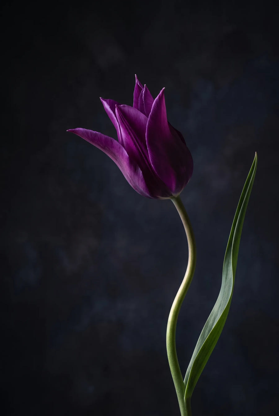 Tulipa Purple Dream — sfeerbeeld