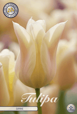Tulipa Sanne