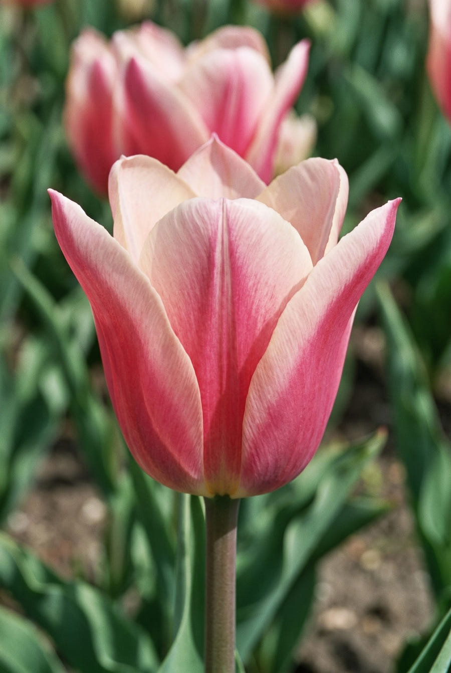 Tulipa Sanne — close-up van de bloem