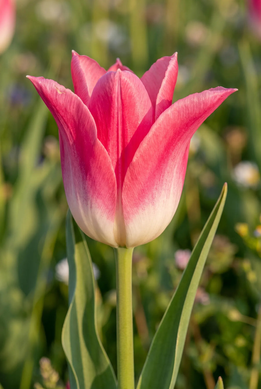 Tulipa Sanne — close-up van de bloem