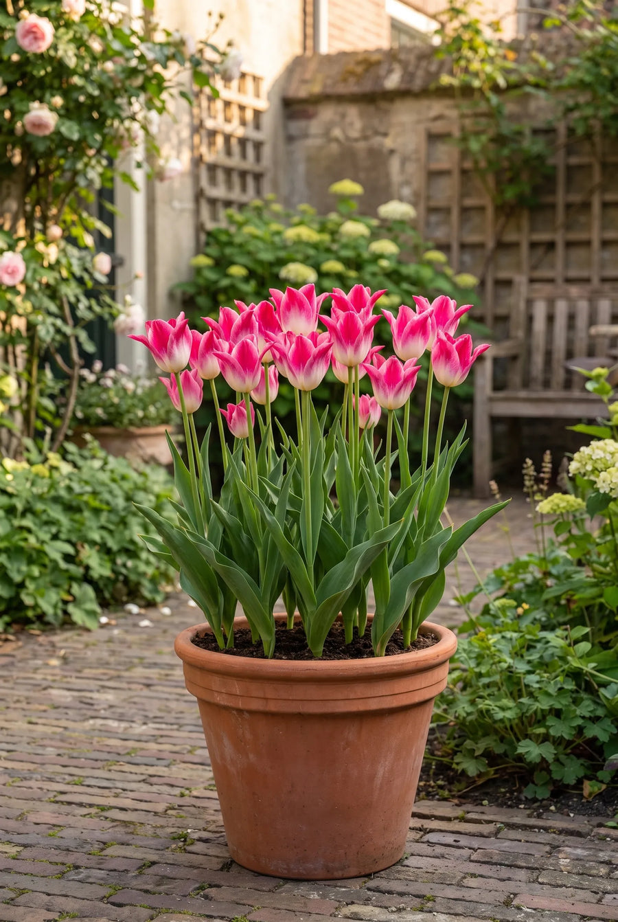 Tulipa Sanne — in pot op terras