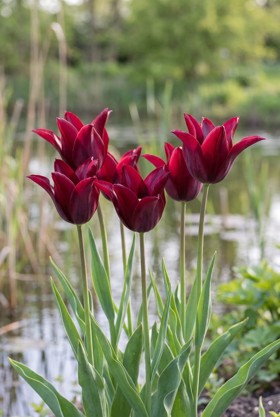 Tulipa Sarah Raven — in de border
