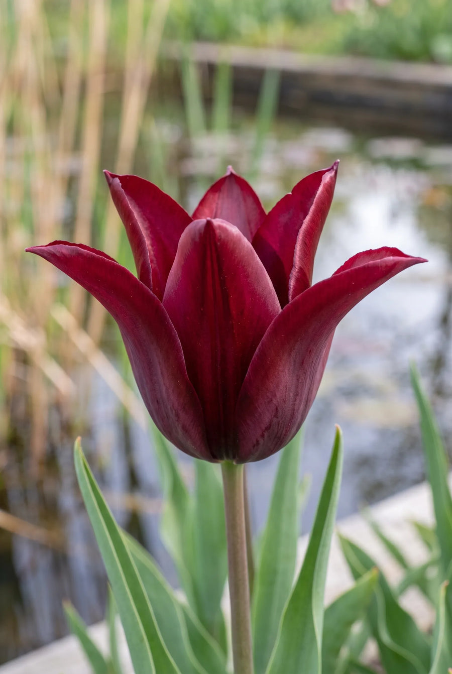 Tulipa Sarah Raven — close-up van de bloem