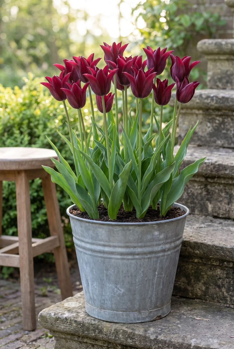 Tulipa Sarah Raven — in pot op terras