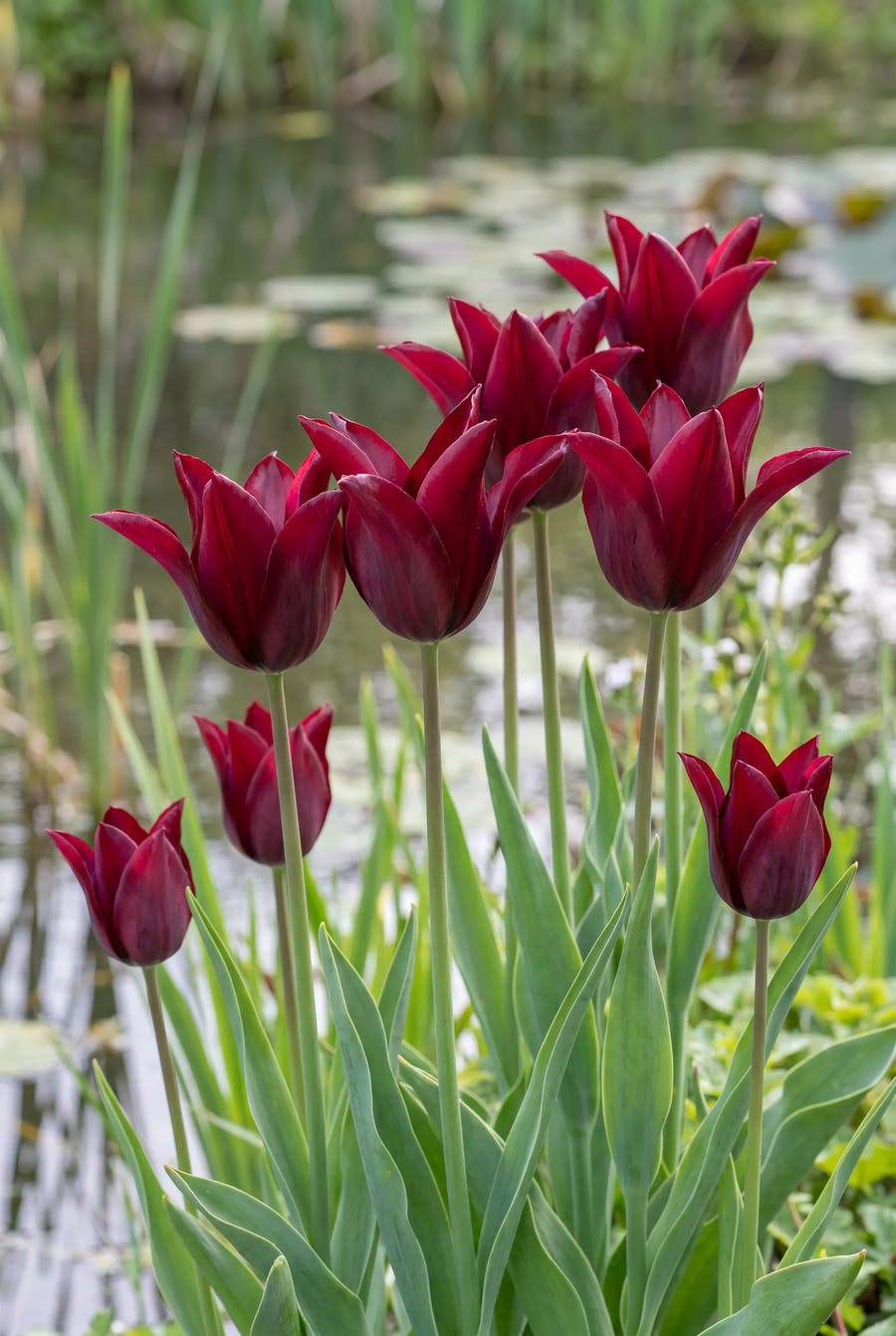 Tulipa Sarah Raven — in de tuin