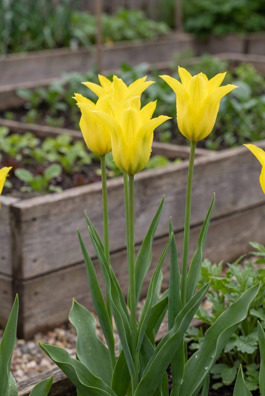 Tulipa Schiedam — in de border