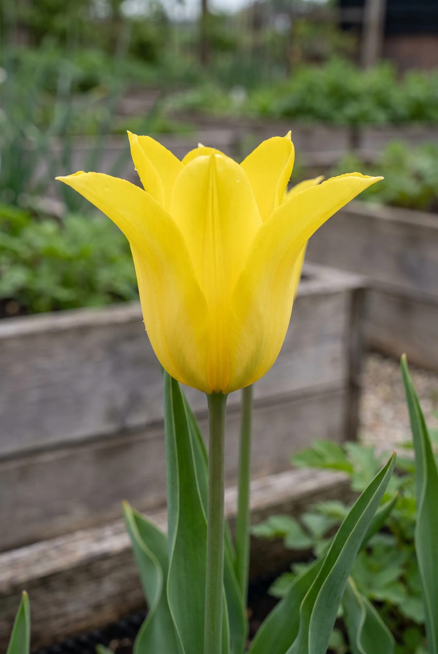 Tulipa Schiedam — close-up van de bloem