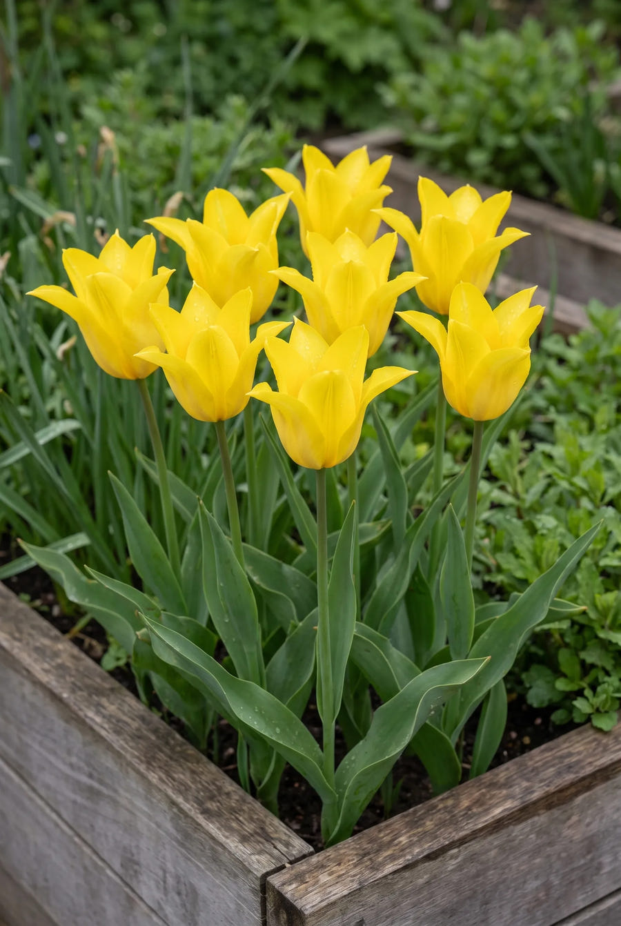 Tulipa Schiedam — in de tuin