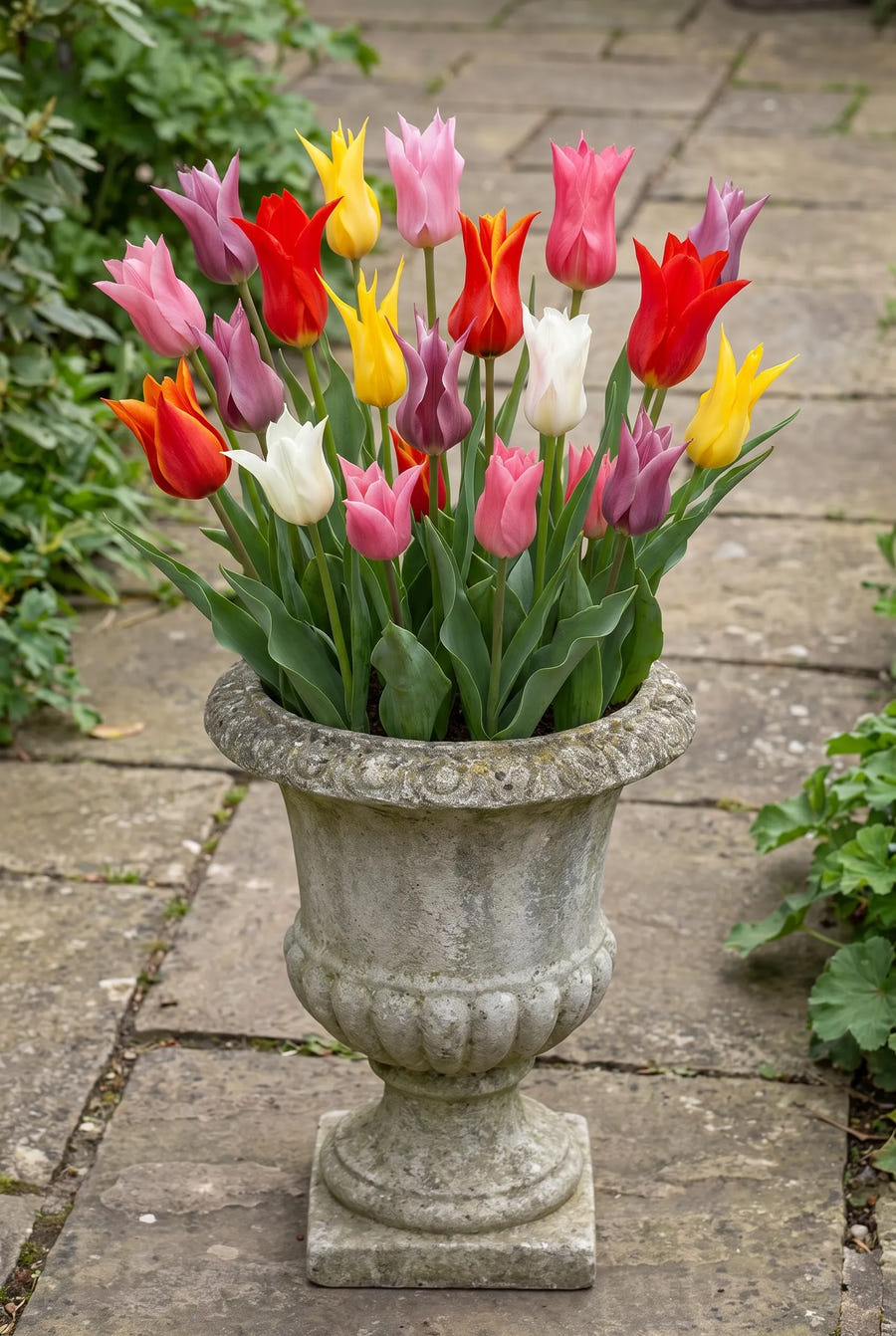 Tulipa Lilyflowering Mixed — in pot op terras