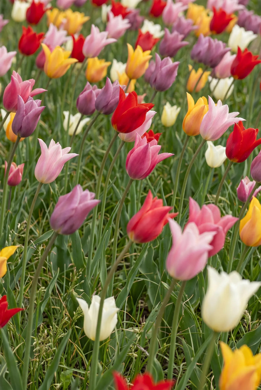 Tulipa Lilyflowering Mixed — in de tuin