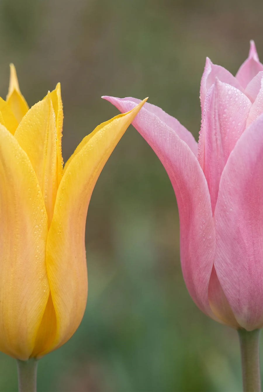 Tulipa Lilyflowering Mixed — sfeerbeeld