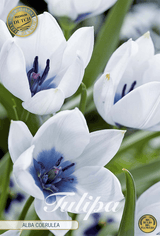 Tulipa Alba Coerulea