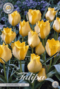 Tulipa Batalinii Bright Gem
